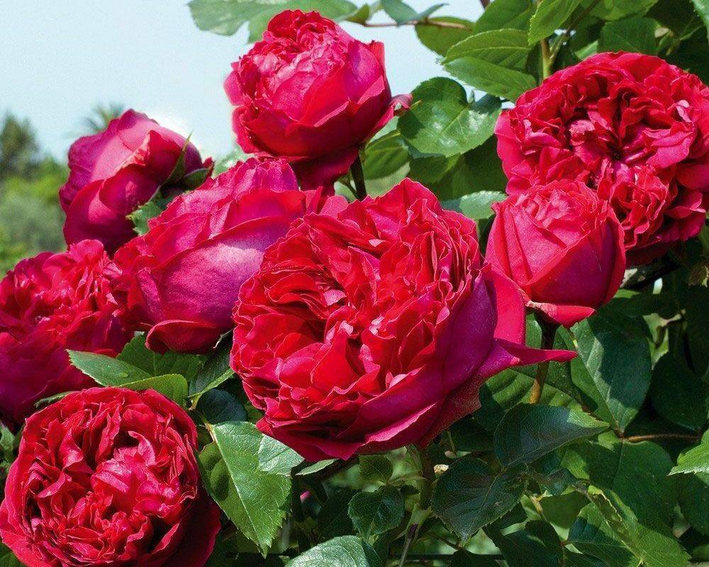 О розе les quatre saisons: описание и характеристики сорта почвопокровной розы
