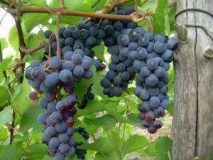Виноград левокумский устойчивый: характеристика и описание сорта, посадка и уход