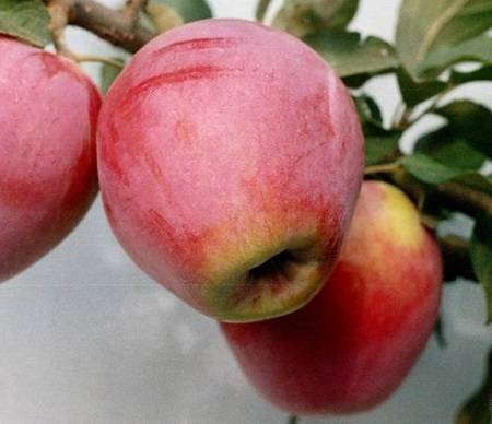 Описание и агротехника выращивания яблони сорта джеромини