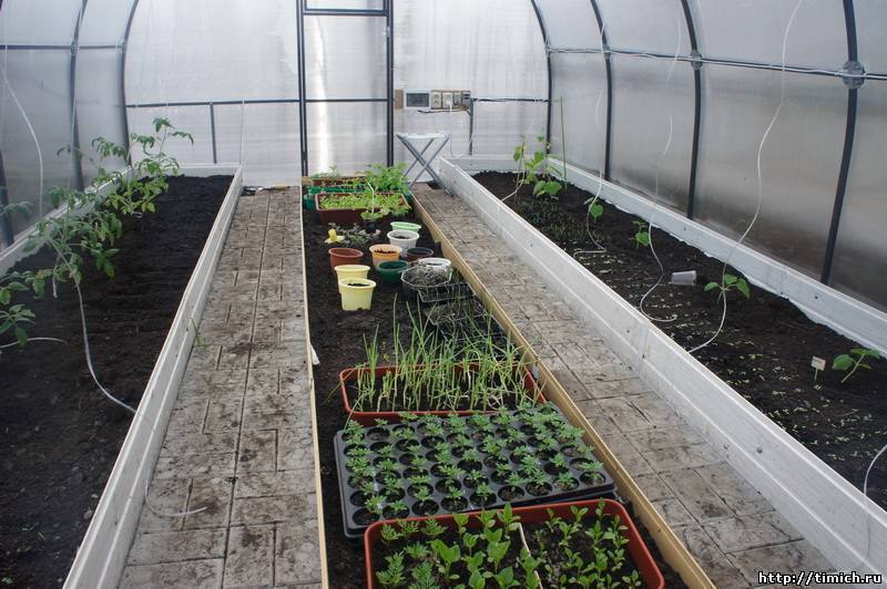 Посадка в теплице огурцов и помидоров вместе: как подкармливать, выращивать