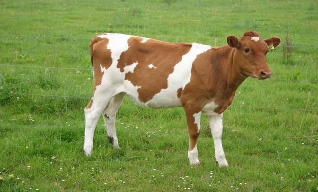 Айрширская порода коров: описание, уход и кормление