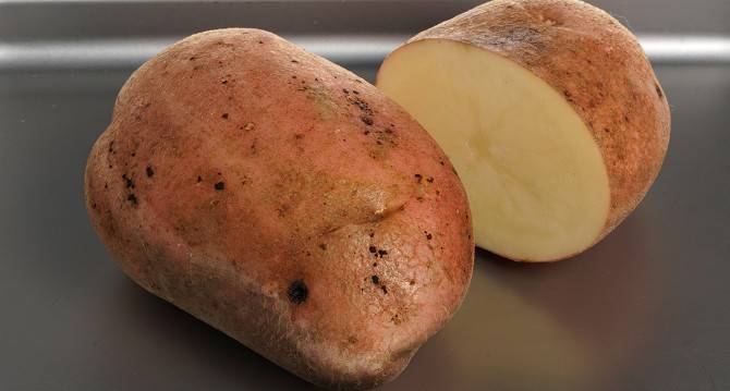 Цветной картофель – сорта с фиолетовой, синей и красной мякотью