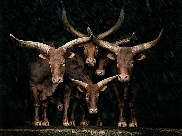 Самые большие быки и коровы в мире (29 фото): самый огромный домашний скот, самый крупный и тяжелый бык за всю историю, рекордсмены в россии и австралии