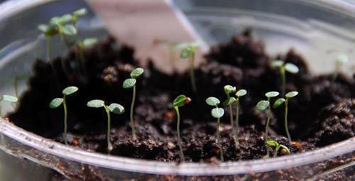 Выращивание клубники из семян в 4 этапа