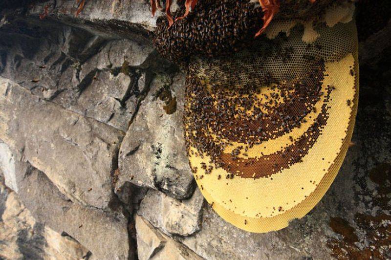 О красном меде: почему называют галлюциногенным, гималайские пчелы