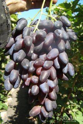 Сорт винограда «оригинал» описание, фото и видео