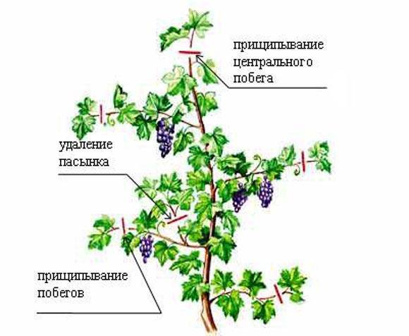 Обрезка винограда летом - сроки и правила для начинающих