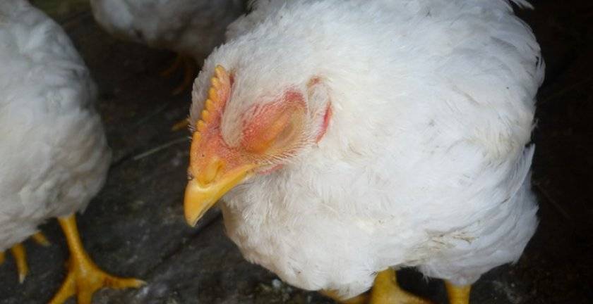 Болезнь марека у кур и цыплят: симптомы, лечение