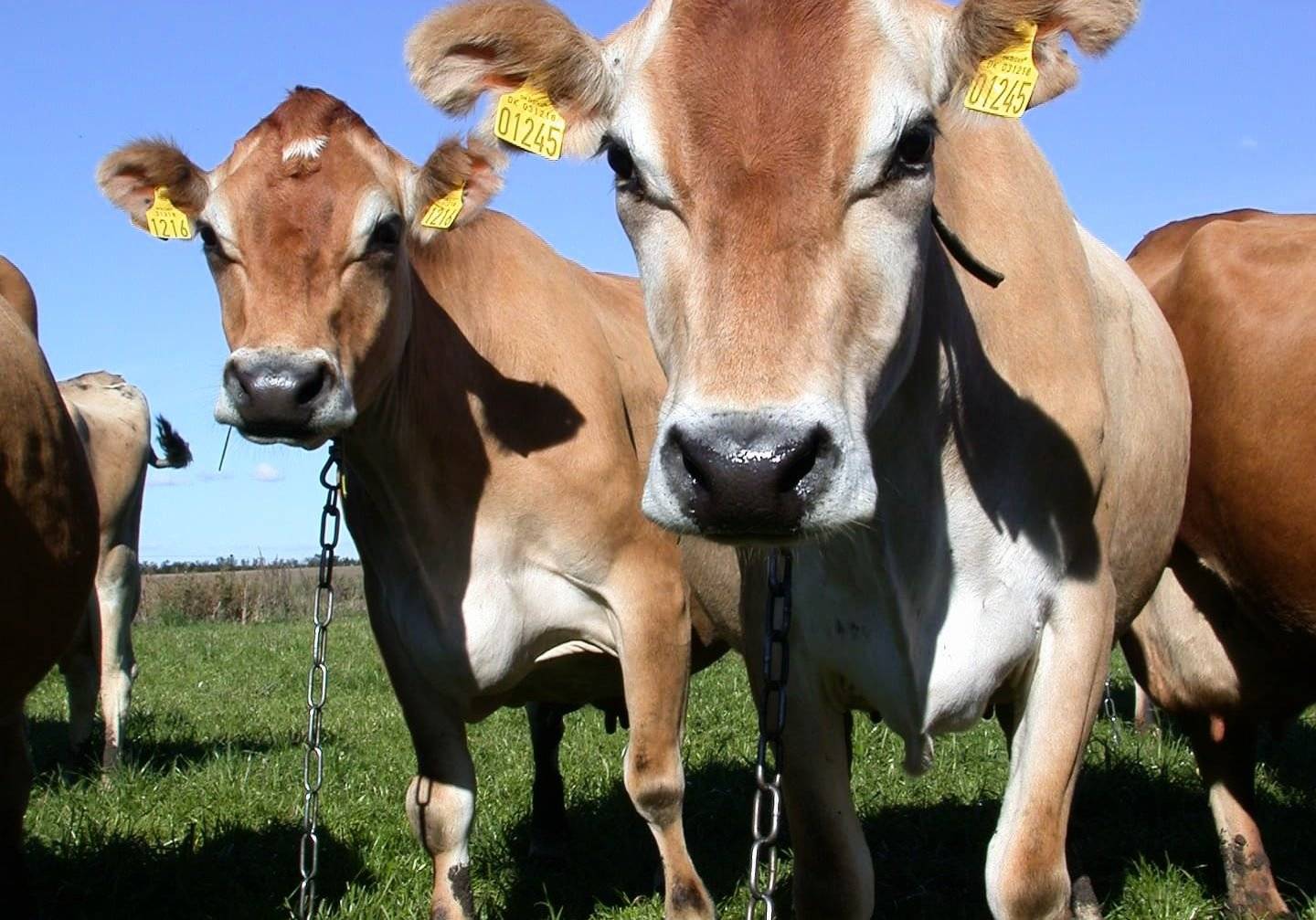 О молочных породах коров (характеристики и факторы, влияющие на продуктивность)