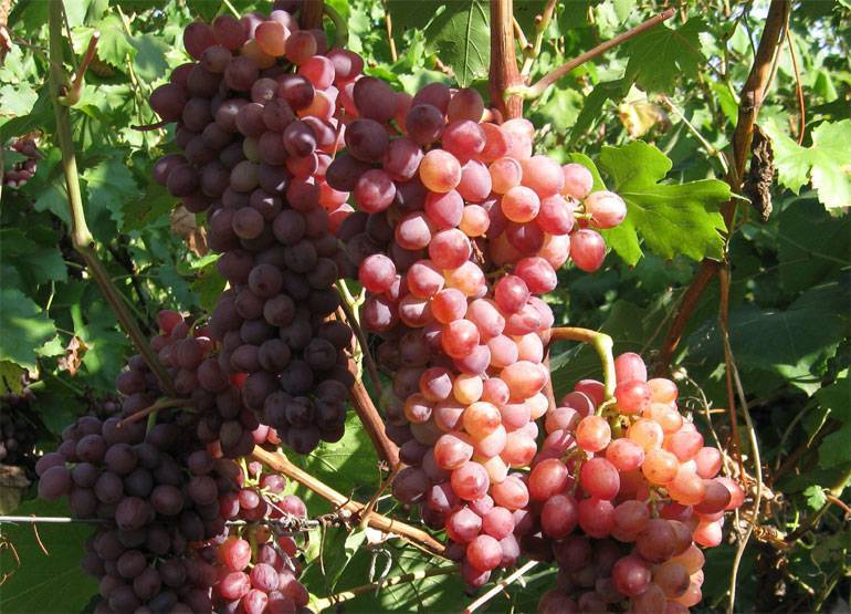 Виноград кишмиш: описание, лучшие сорта, достоинства и недостатки, выращивание, отзывы