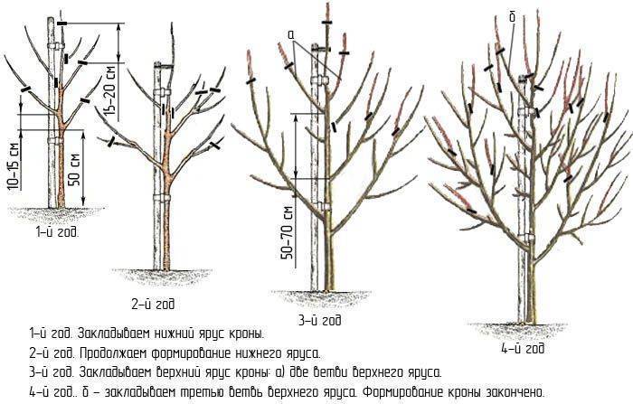 Когда и как правильно обрезать грушу: схема формирования кроны деревьев