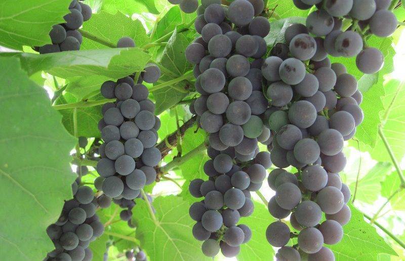 Виноград альфа — технический сорт