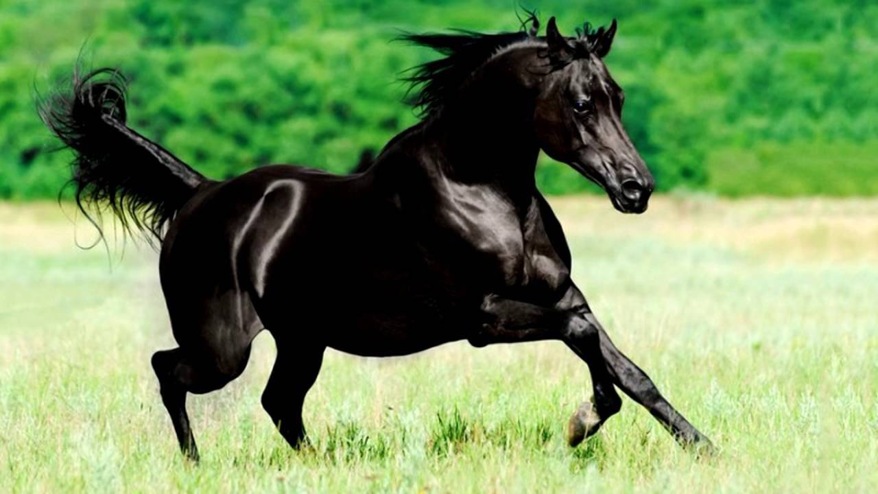 Самые быстрые лошади в мире. лошадь как серьезное увлечение
