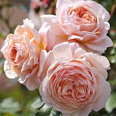 Плетистые розы :: энциклопедия роз