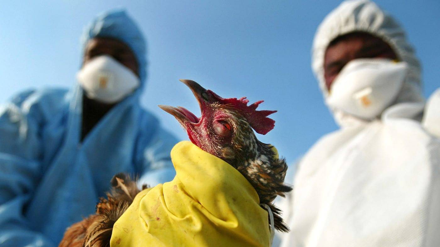 Птичий грипп 2020 симптомы у кур  и как обезопасить человека