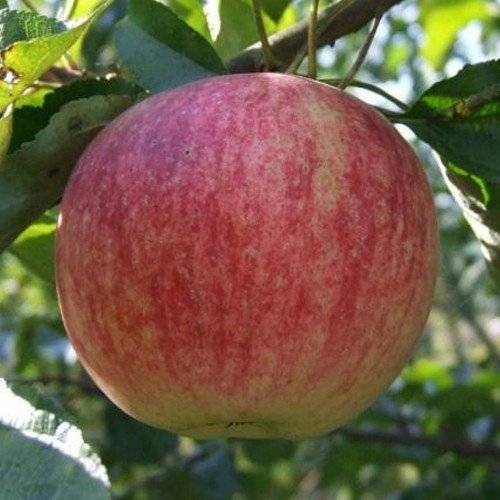 Яблоня коричное полосатое: особенности сорта и ухода