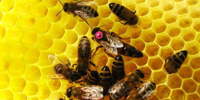 Особенности пчелы карника