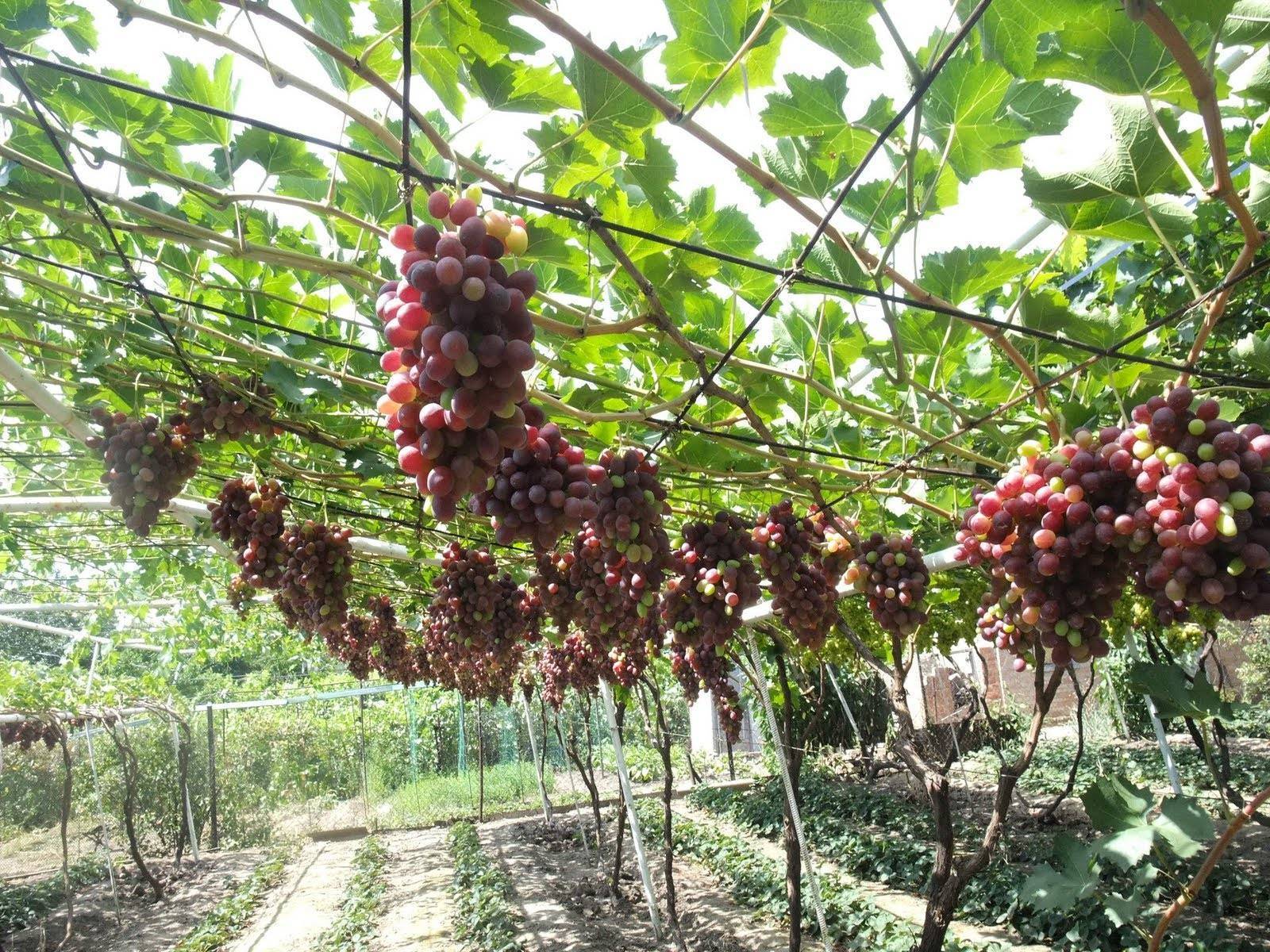 Обрезка винограда весной, летом и осенью для начинающих - схема, фото и видео