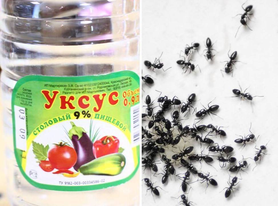 О методах борьбы с муравьями в бревенчатой бане: как избавиться от насекомых