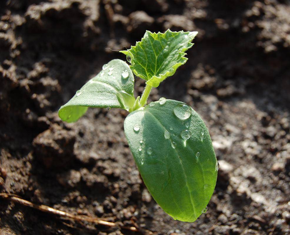 Выращивание кабачков: когда сажать семена в открытый грунт, посадка на рассаду