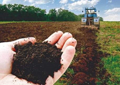 Как определить кислотность почвы по сорнякам и еще 7 вопросов об удобрении огорода