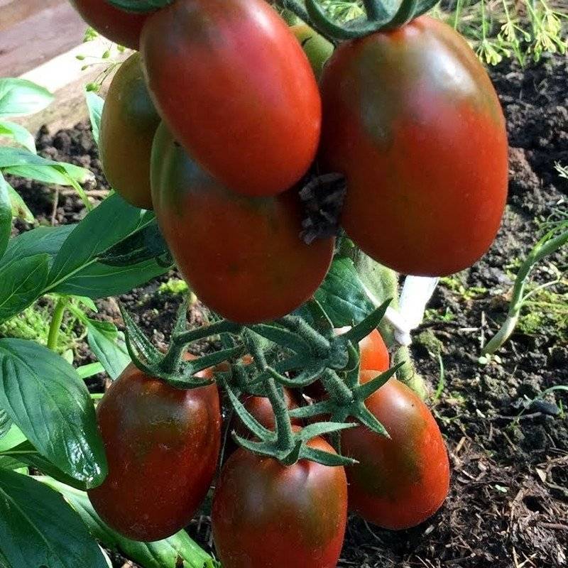 Универсальный для консервации сорт томата «де барао царский»: фото, отзывы, описание, характеристика, урожайность, видео