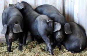 Черные породы свиней: характеристики и уникальные особенности – клуб любителей хрюш