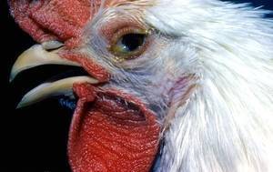 Болезни кур и цыплят бройлеров: симптомы и лечение
