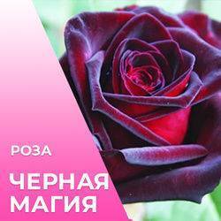 Лучшие сорта роз по цветам