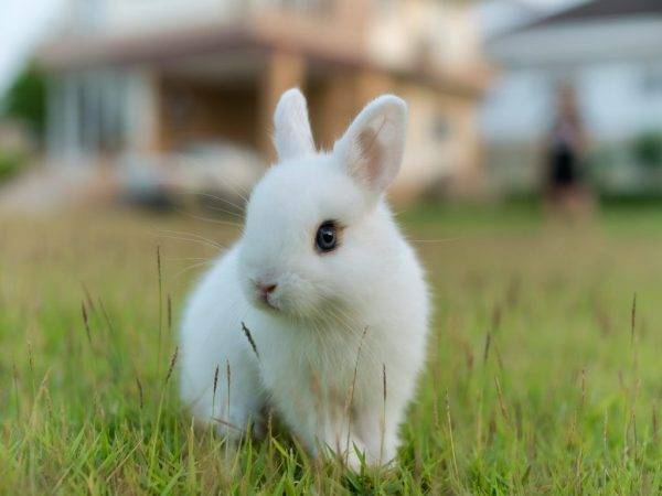 Ангорский кролик: описание породы, фото, характеристики, уход, отзывы