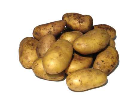 Ранний урожай для мудрых огородников — картофель «минерва»: описание сорта и фото