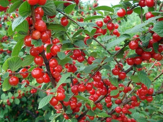 О Карликовой вишне: описание сорта, особенности выращивания и ухода