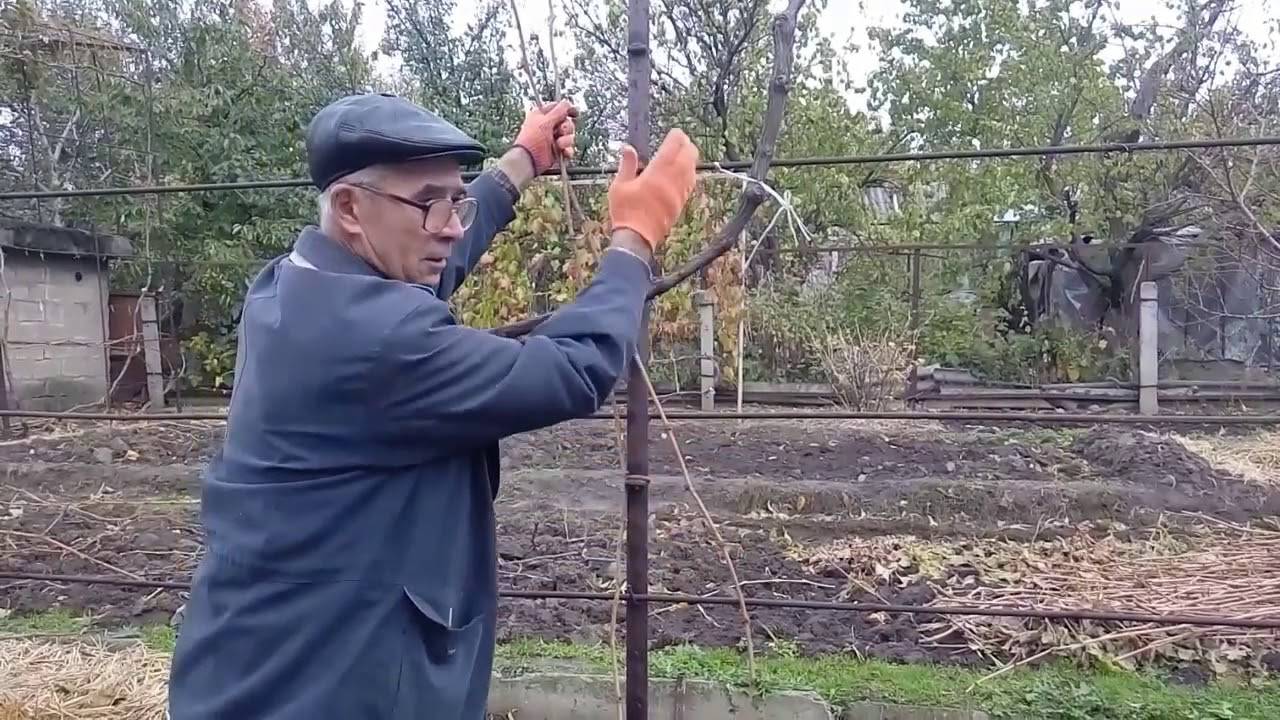 Обрезка винограда весной – пошаговая инструкция с видео для начинающих