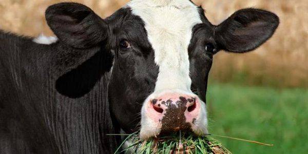 Сено для коров: сколько сена корова съедает в день? что делать, если она плохо ест? сколько рулонов надо заготовить на зиму? какое сено лучше?