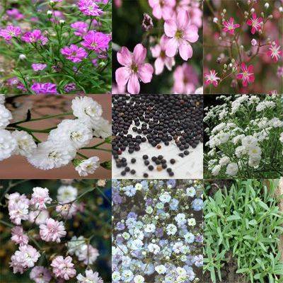 Какие растения посадить и посеять в мае в цветник?