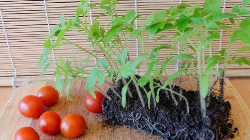 Рассада томатов на подоконнике. чем поражается и как бороться с вредителями?