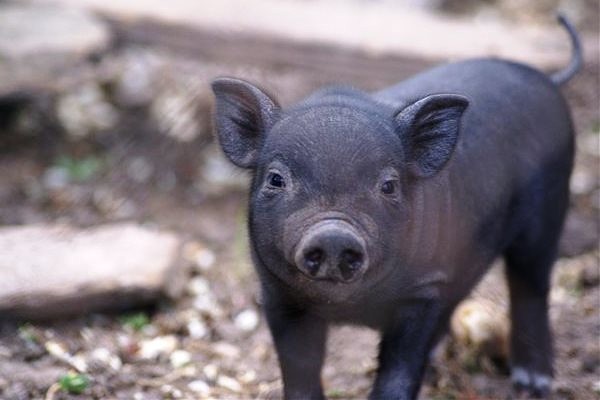 Как размножается вьетнамская вислобрюхая свинья