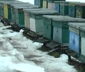 Особенности формировки гнезда пчёл на зиму