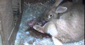 Беременность крольчихи: сколько длится, признаки, рекомендации | 
ветеринарная служба владимирской области