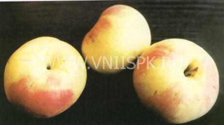 Особенности выращивания и ухода за колоновидной яблоней сорта останкино