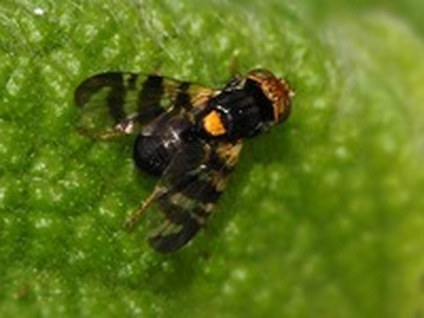 Вишневая муха: описание, методы борьбы и рекомендации