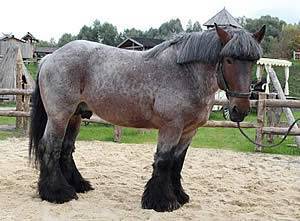 Порода лошадей русский тяжеловоз (18 фото): характеристика породы, описание взрослых коней. инструкция по бонитировке тяжеловозных лошадей