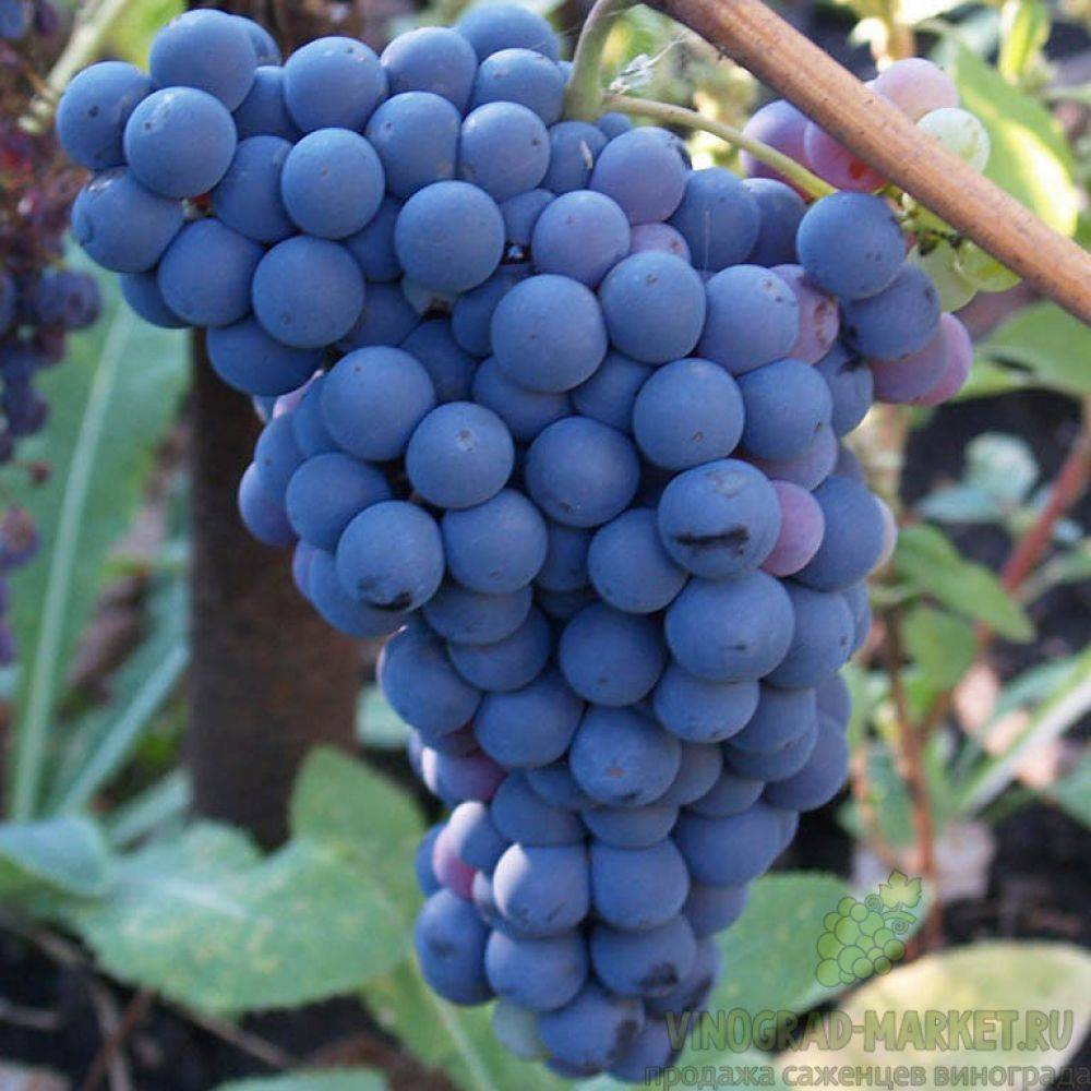 Распространенные сорта винограда Кишмиш: описание и причины популярности