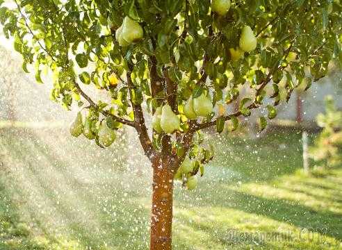 Когда и как поливать плодовые деревья