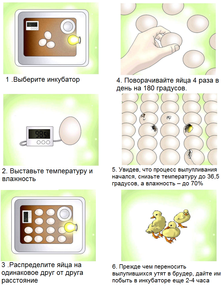 Сколько инкубируются яйца. Вывод яиц в инкубаторе. Инкубация гусиных яиц в инкубаторе. Схема вывода гусиных яиц. Закладка в инкубатор гусиных яичек.