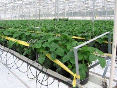 Технология выращивания клубники в теплице круглый год: посадка и уход