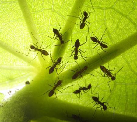 Как избавиться от муравьев в саду раз и навсегда