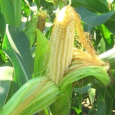 Сорняки кукурузы: особенности появления в различных зонах