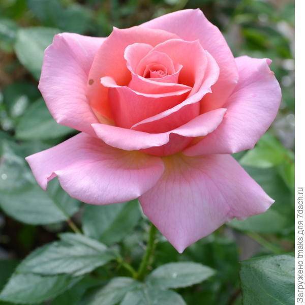 Обильноцветущая роза флорибунда: что это такое и как выращивать растение с эффектными бутонами и волнообразным цветением