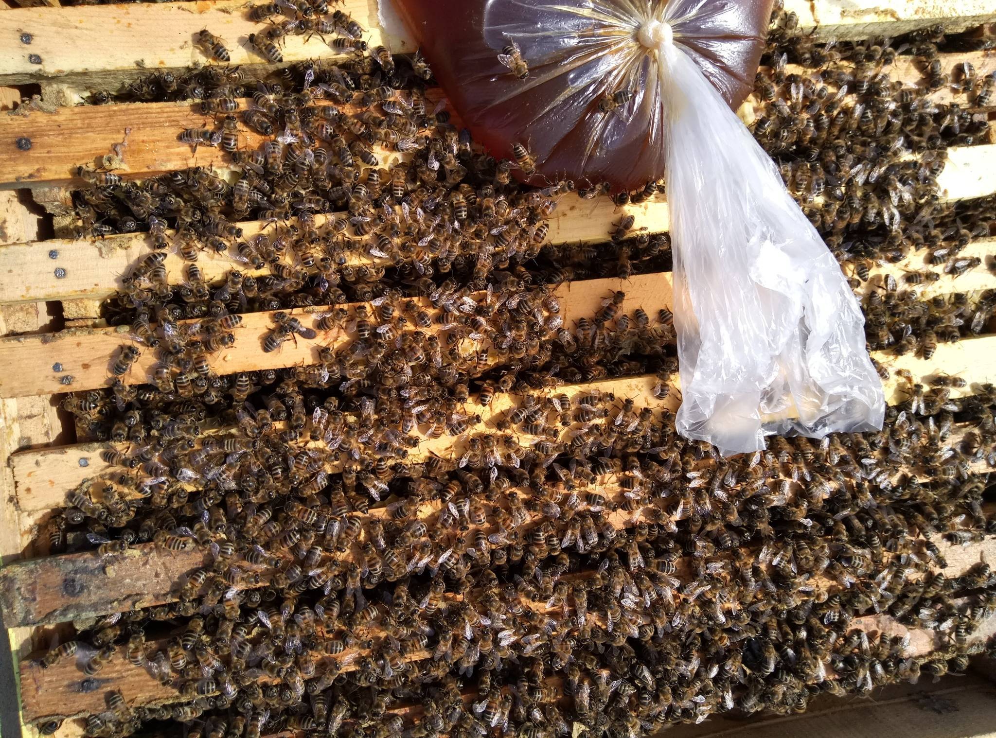Записки пчеловода подкормка пчел молоком